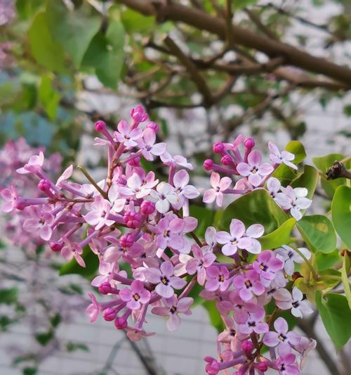 丁香花的花语与寓意（探索丁香花的象征意义，解读花语之美）