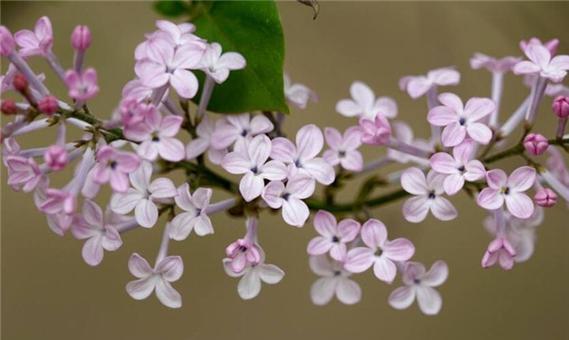 丁香花语（探索丁香花的深刻象征意义）