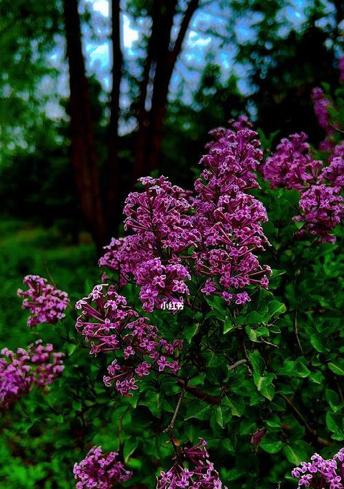 丁香花的寓意与象征意义（探寻丁香花的深层内涵）