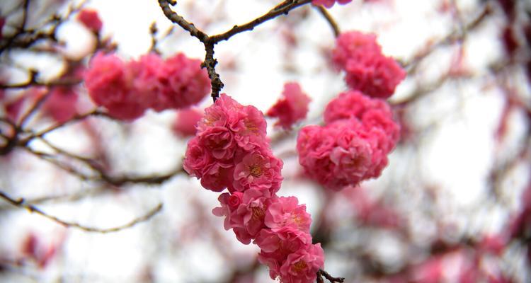 春天的花海——不同樱花品种的花语（探寻以冬樱花、重瓣樱花和樱花草的花语之美）