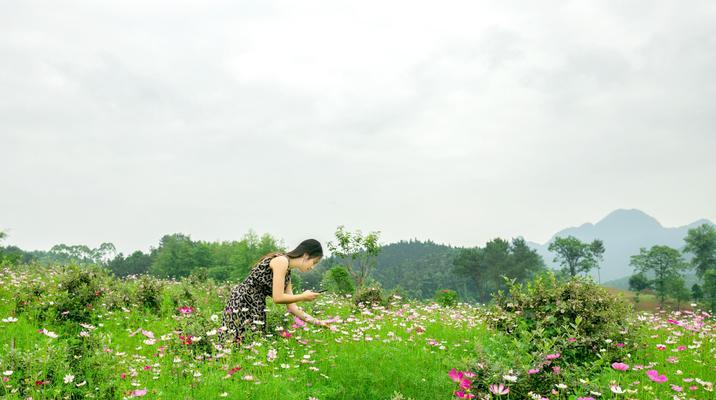 格桑花的种植与养护（从种子到盛放，全面解读格桑花的种植方法和时间）