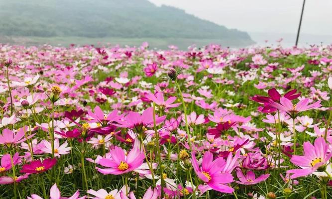 格桑花的花期和生长环境（多久开花？喜欢哪些地方？）