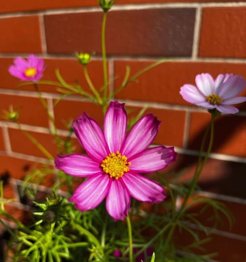 格桑花的花期和生长环境（多久开花？喜欢哪些地方？）