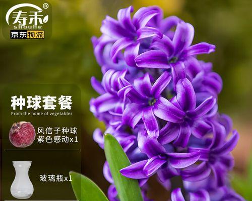 如何种植风信子种球？（打造美丽的春季花园）