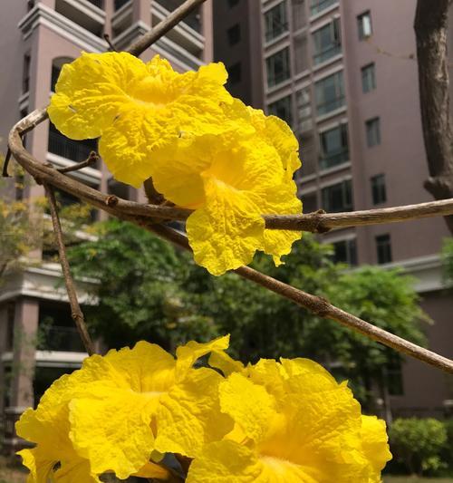 风铃花的花语（以不同颜色风铃花解读的花语）