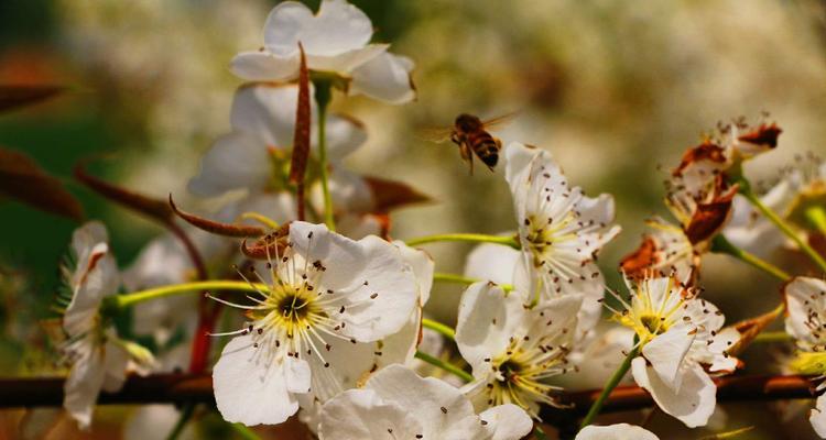 三月花开特点鲜明（赏花狂欢迎接春天的来临）