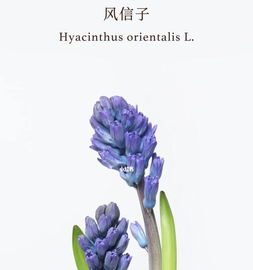 风信子——春天的芳香使者（一朵鲜花背后的寓意与象征）