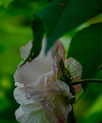 芙蓉花（探寻芙蓉花的花语之美）