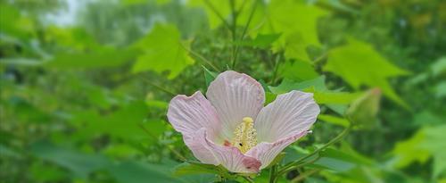 芙蓉花（探寻芙蓉花的花语之美）