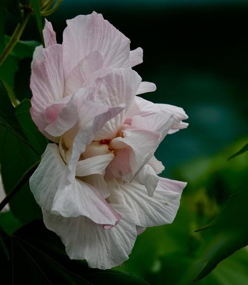 芙蓉花的花语与寓意（丰富多样的芙蓉花语，让我们共同品味其中的奥秘）