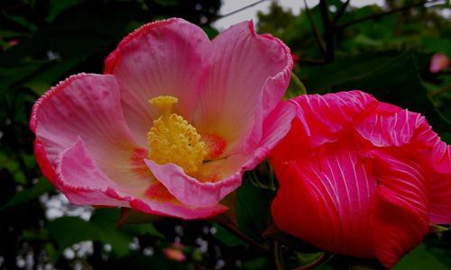 芙蓉花的花语与代表意义（传承千年的美丽与神奇）