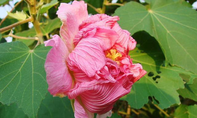 芙蓉花（芙蓉花的象征意义与文化内涵）