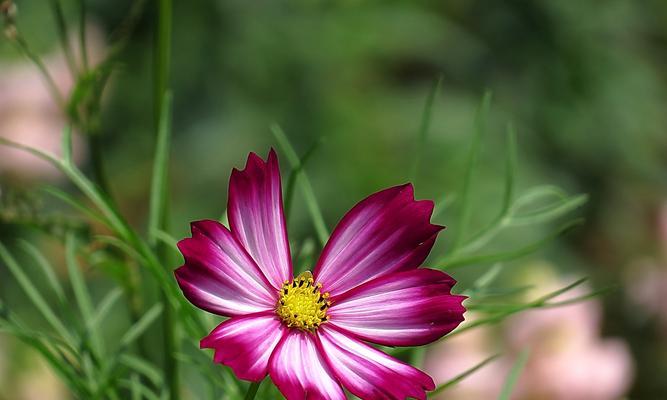 格桑花（格桑花花语与寓意，令人心生敬佩）