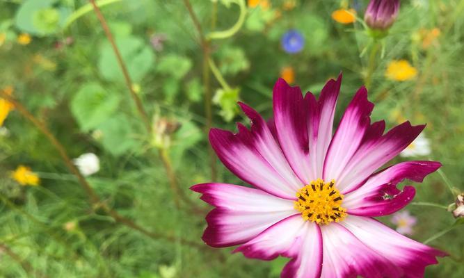 格桑花的花语与寓意（探究格桑花的含义与象征）