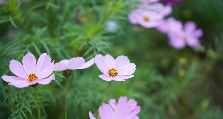 格桑花的花语与寓意（探究格桑花的含义与象征）