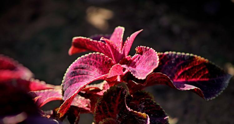 彩叶草——花坛里的明星（了解彩叶草的特点与魅力，打造美丽花园）