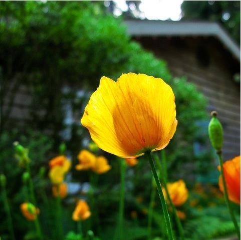 罂粟花语（从东方至西方，罂粟花的花语故事一览）