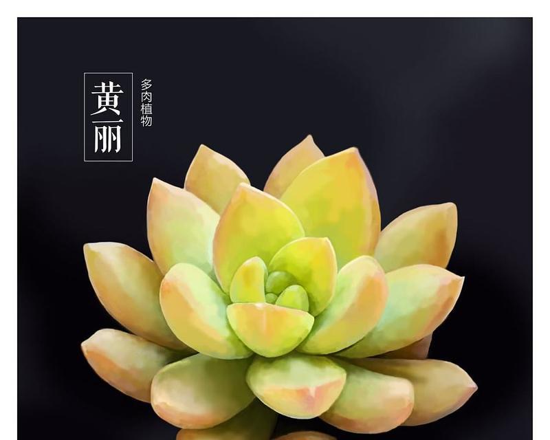 多肉植物品种名称大全（探究多肉植物的丰富多彩）