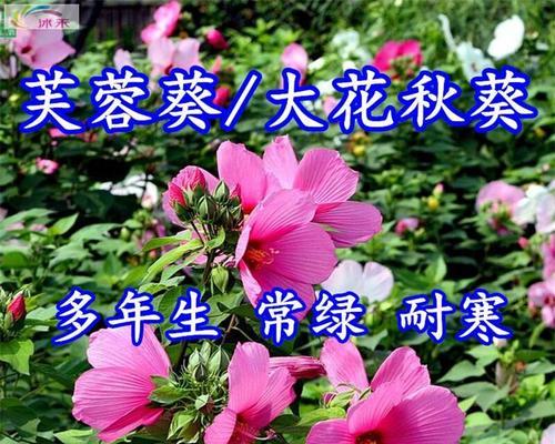 芙蓉花种子种植指南（什么时候开花？）