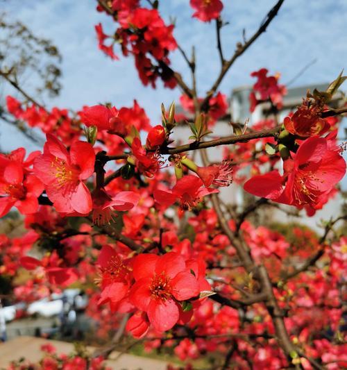 海棠花开（海棠花开的传世之美）