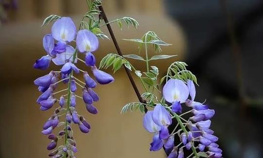 紫藤花的种植技巧（打造梦幻花园，紫藤花为你加冕）