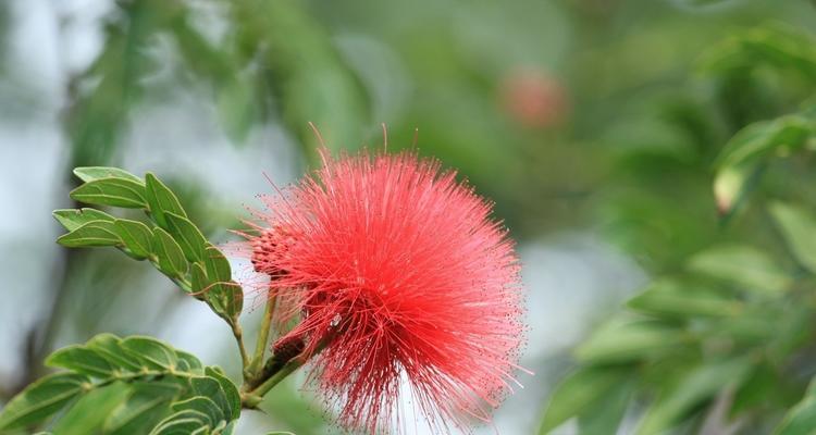 合欢花（合欢花的寓意及文化传承）