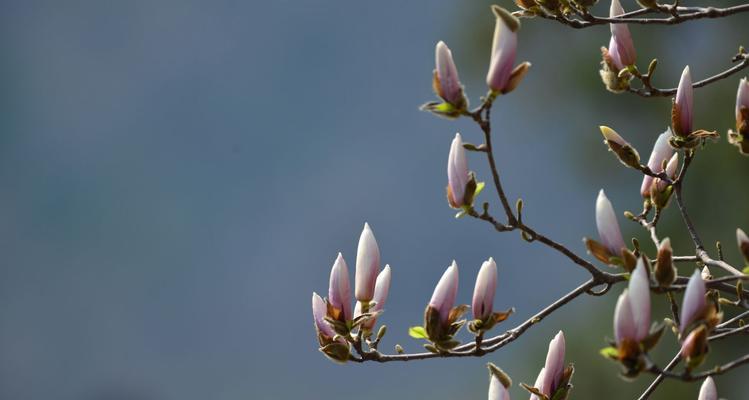 如何种植玉兰花？（玉兰花栽培技巧大全，让您轻松成为花艺达人！）