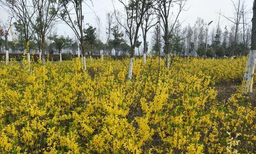 如何种植玉兰花？（玉兰花栽培技巧大全，让您轻松成为花艺达人！）