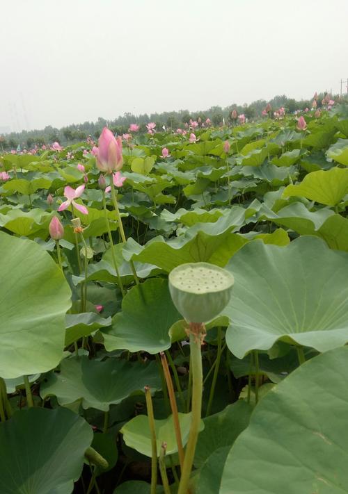 荷花的象征意义与对应人物类型（荷花与高尚美德的联结，探寻不同人物类型的象征）