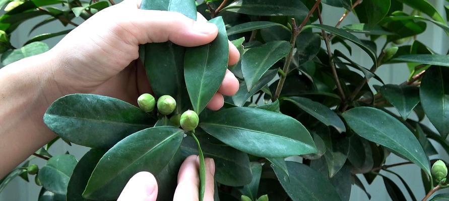 茶花秋季落叶处理方法（落叶影响美观，怎样处理更好？）