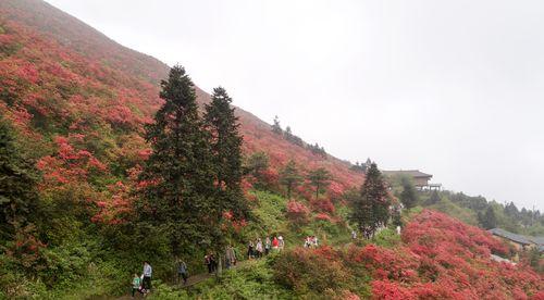 春天来了，杜鹃花已绽放（探秘杜鹃花的开花时间及花期）