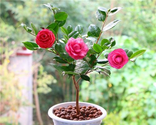 品茶花之妙——种茶花的技巧与方法（打造美丽私家花园，掌握这些关键技巧不容错过）