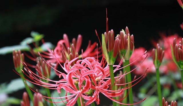 红花石蒜（传递美丽与热情的花朵）