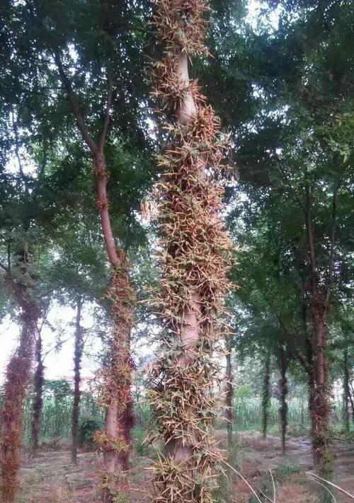 皂角树的种植与栽培（适合种植的环境及栽培技巧）