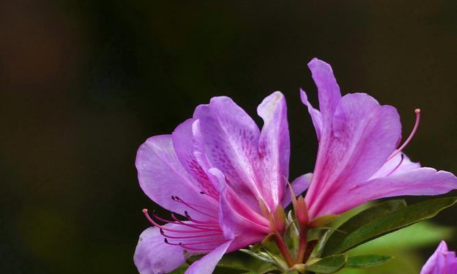 美丽的杜鹃花（欣赏杜鹃花的魅力）