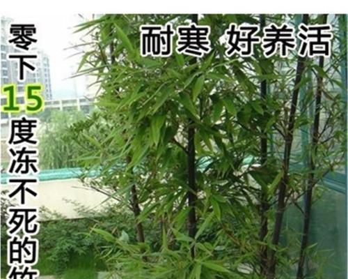 竹子种植全攻略（从选种到管理，教你种出优质的竹子）