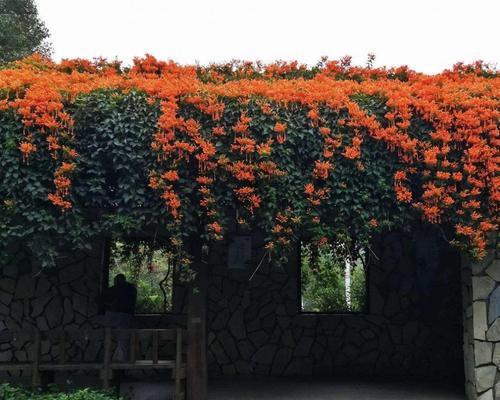 炮仗花开花时间（揭秘炮仗花最美盛开时刻）