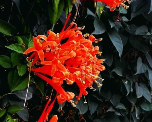 炮仗花开花时间（揭秘炮仗花最美盛开时刻）