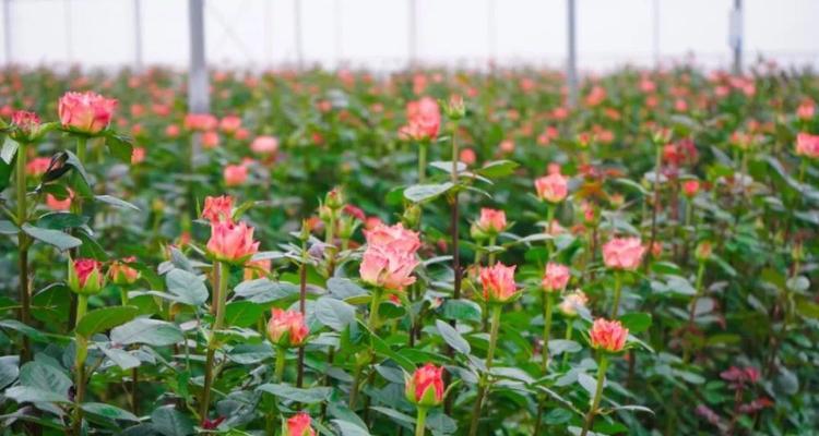 玫瑰花的种植与护理（从选种到施肥，指导玫瑰花的健康生长）