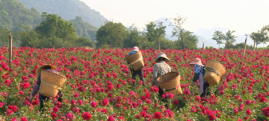 玫瑰花的种植与护理（从选种到施肥，指导玫瑰花的健康生长）