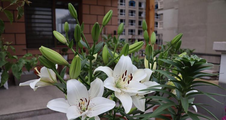 虎皮百合花语与美好寓意（探秘虎皮百合花语的深刻内涵）