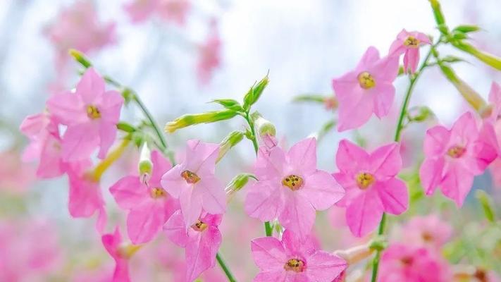 花烟草的传说与花语（探秘花烟草的神秘之源，解读花语的含义与传承）