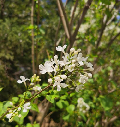 花开时节香气满园——以花叶丁香的花语为主题的文章（花语探秘｜追寻丁香花的美丽秘密）