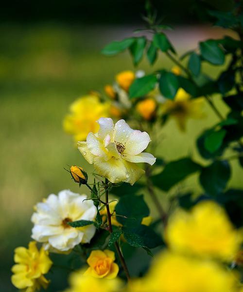 黄月季花语（以黄月季为媒介，表达情感和传递祝福）