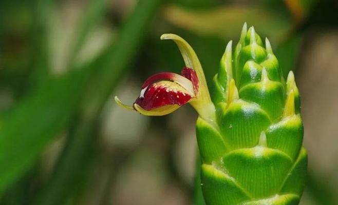 姜花的花语与美丽之谜（探寻姜花背后的深意与神秘之处）