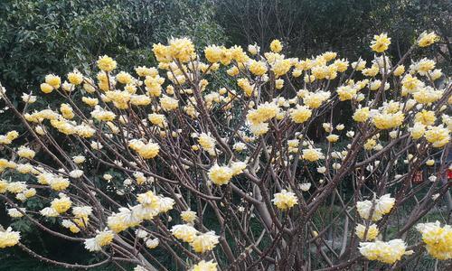 以结香花的寓意和风水（揭开以结香花的神秘面纱，了解其寓意和风水禁忌）