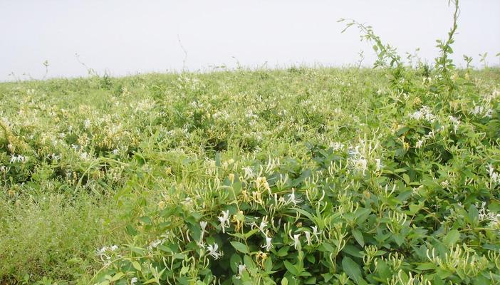 金银花的种植条件要求（打造优质金银花种植基地，你需要了解的八大要素）