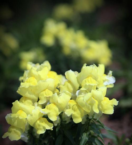 金鱼草的花语——富贵、繁荣与幸福（揭秘金鱼草的象征意义与美好祝福）