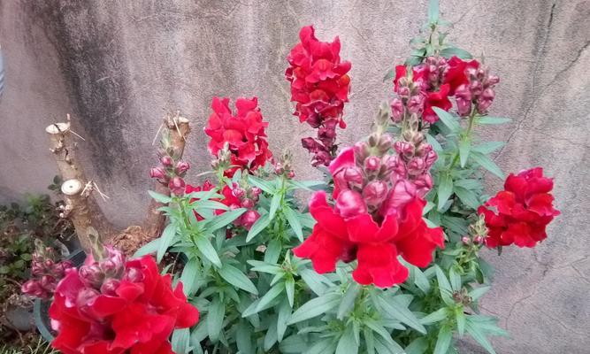 金鱼草的花语——富贵、繁荣与幸福（揭秘金鱼草的象征意义与美好祝福）