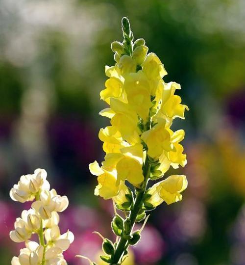 金鱼草的花语与意义（探寻金鱼草的秘密——花语解读）